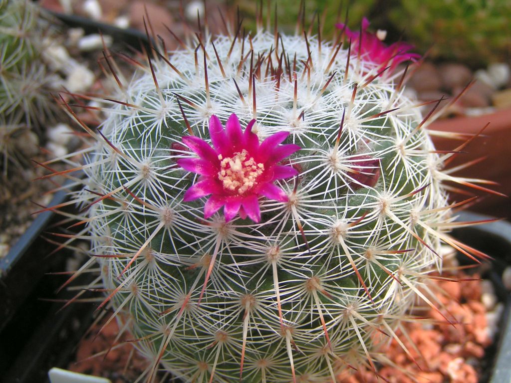 Mammillaria monticola